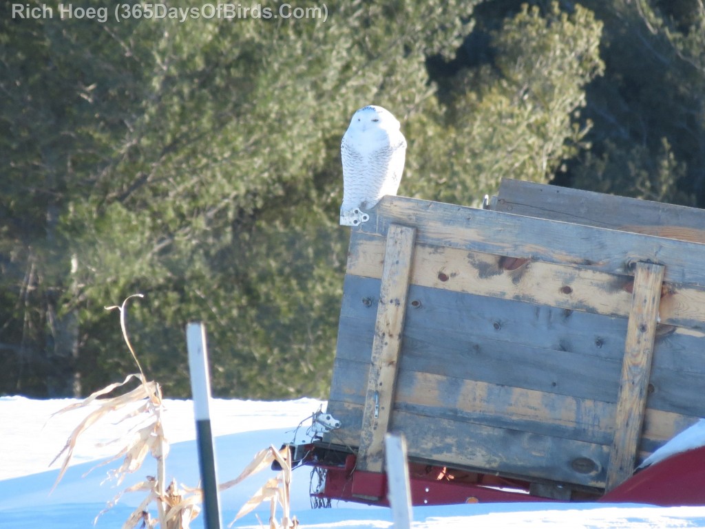 001-Birds-365-Snowy-Owl