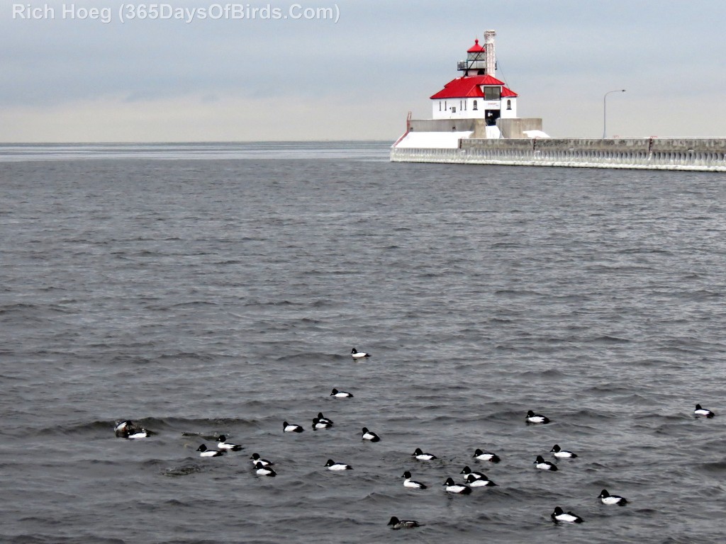 002-Birds-365-Goldeneyes-Canal-Park