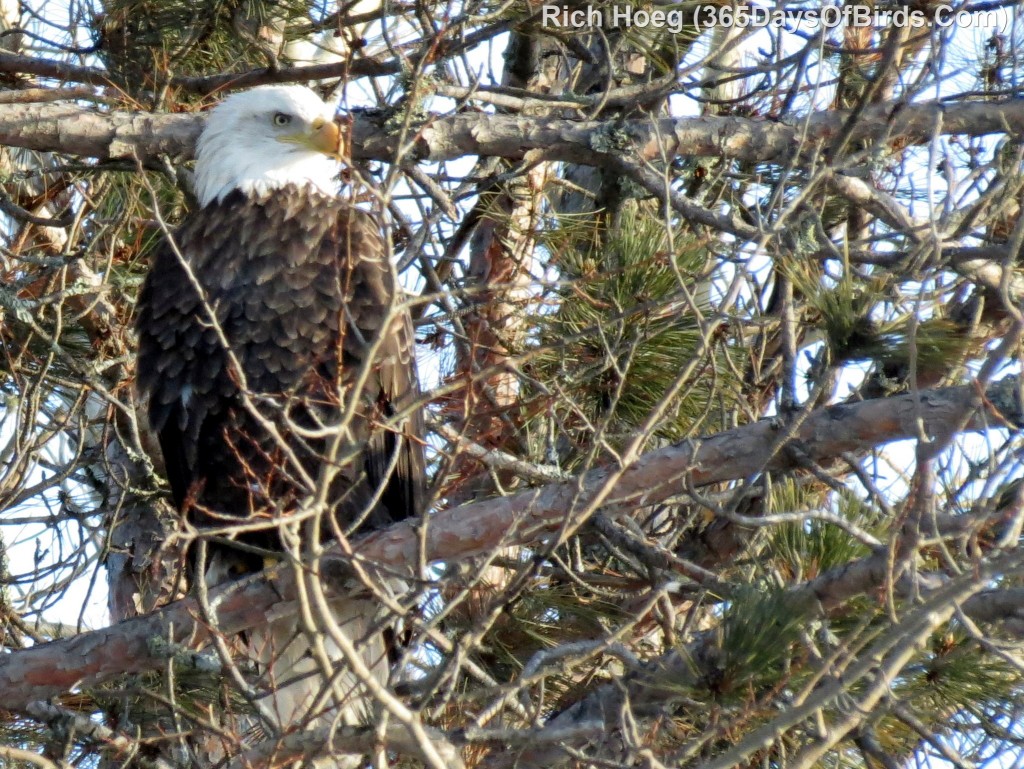 003B-Birds-365-Bald-Eagle