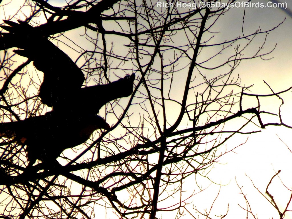 003B-Birds-365-Eagle-First-Flight