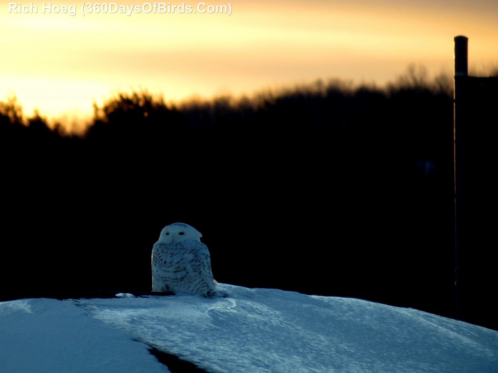 003D-Birds-365-Sunset-Owl