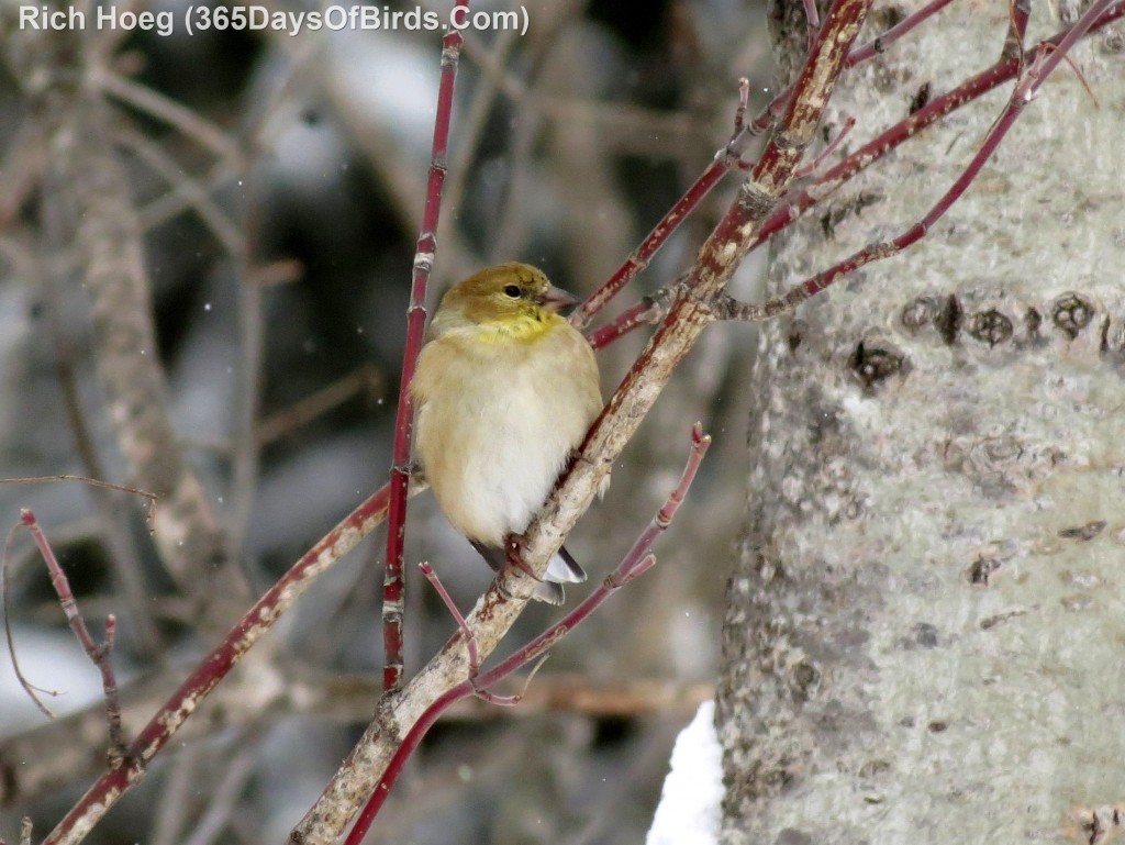 004-Birds-365-Goldfinch