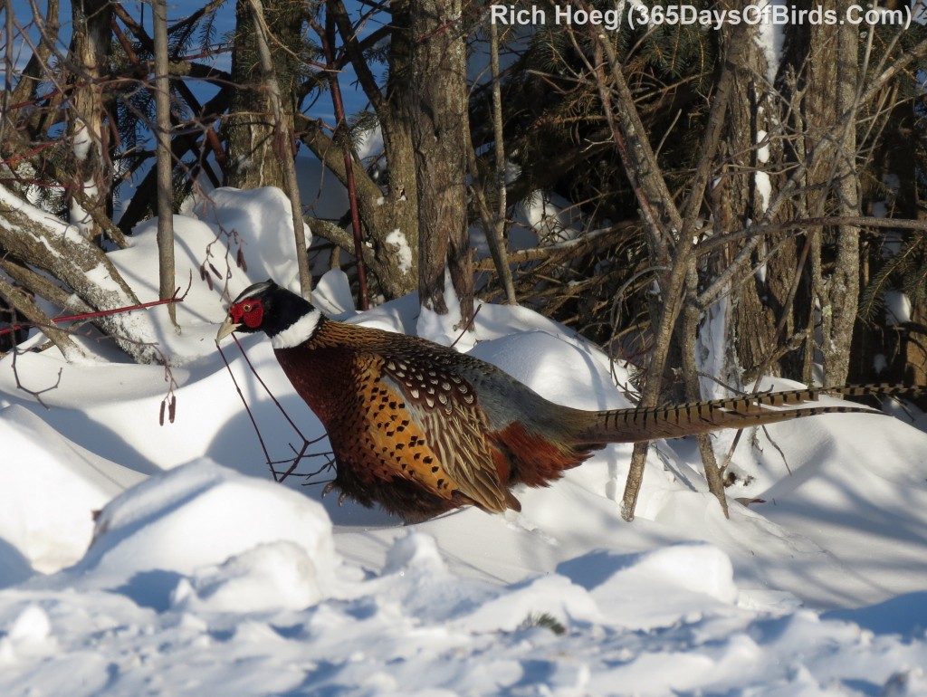 005-Birds-365-Northwind-Pheasant