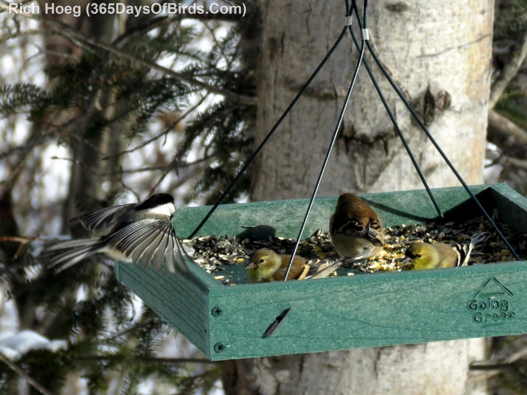 006-Birds-365-Goldfinch-Chickadee