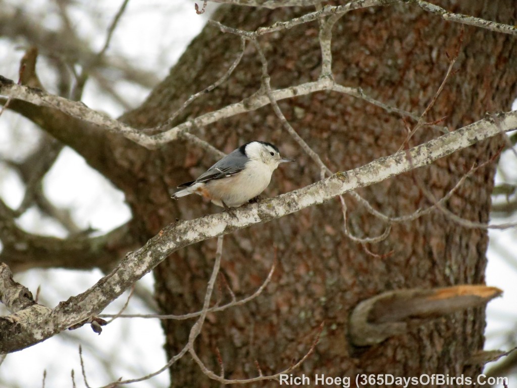 007-Birds-365-White-Breasted-Nuthatch