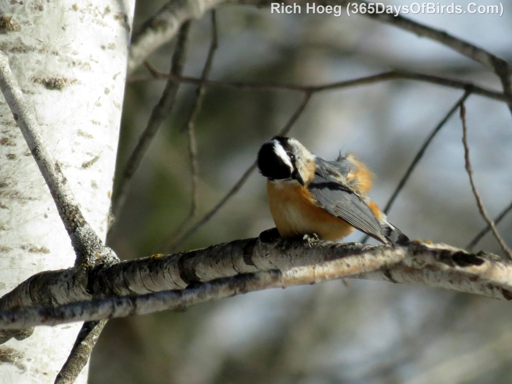 008-Birds-365-Red-Breasted-Nuthatch-Itch