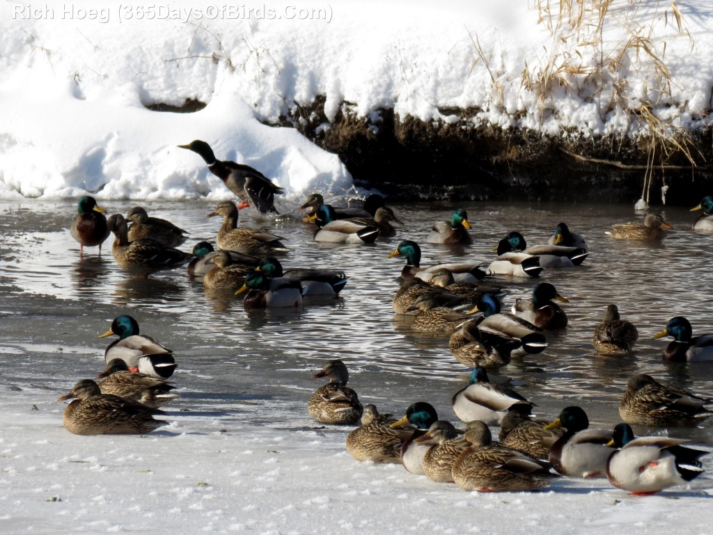 009-Birds-365-Winter-Mallards