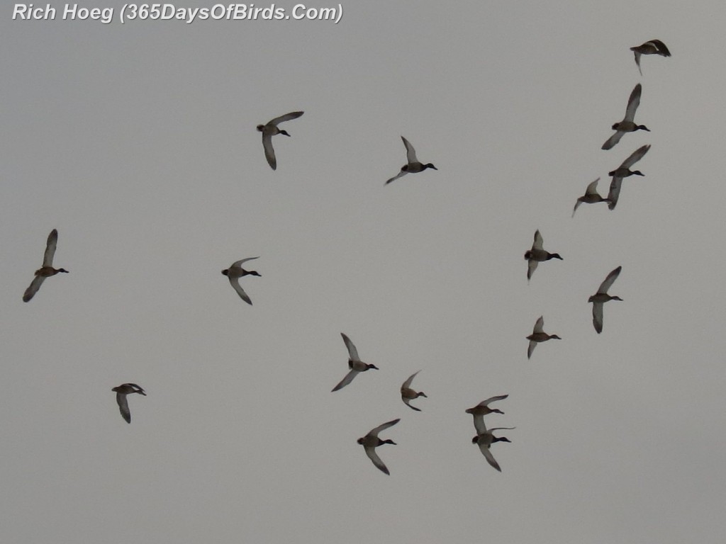 010-Birds-365-Mallards-Flying