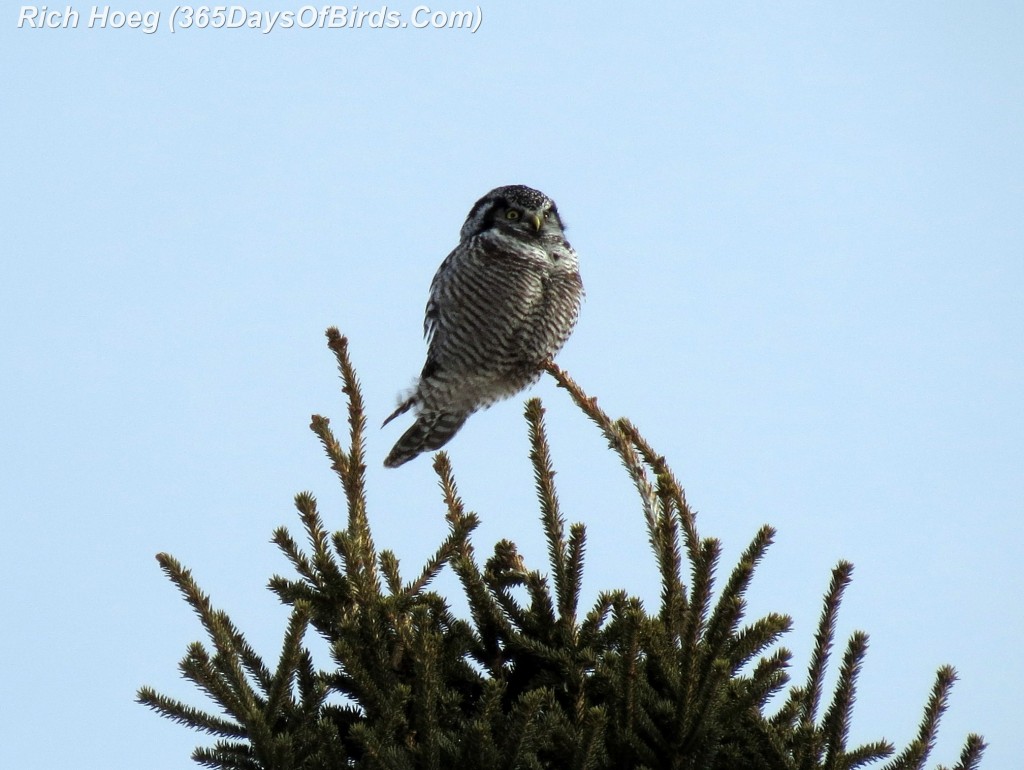 011-Birds-365-Hawk-Owl