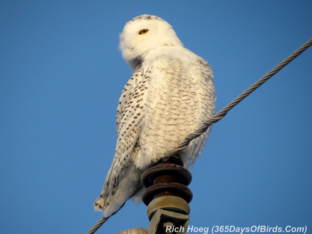 012-Birds-365-1-Sax-Zim-Snowy-Owl