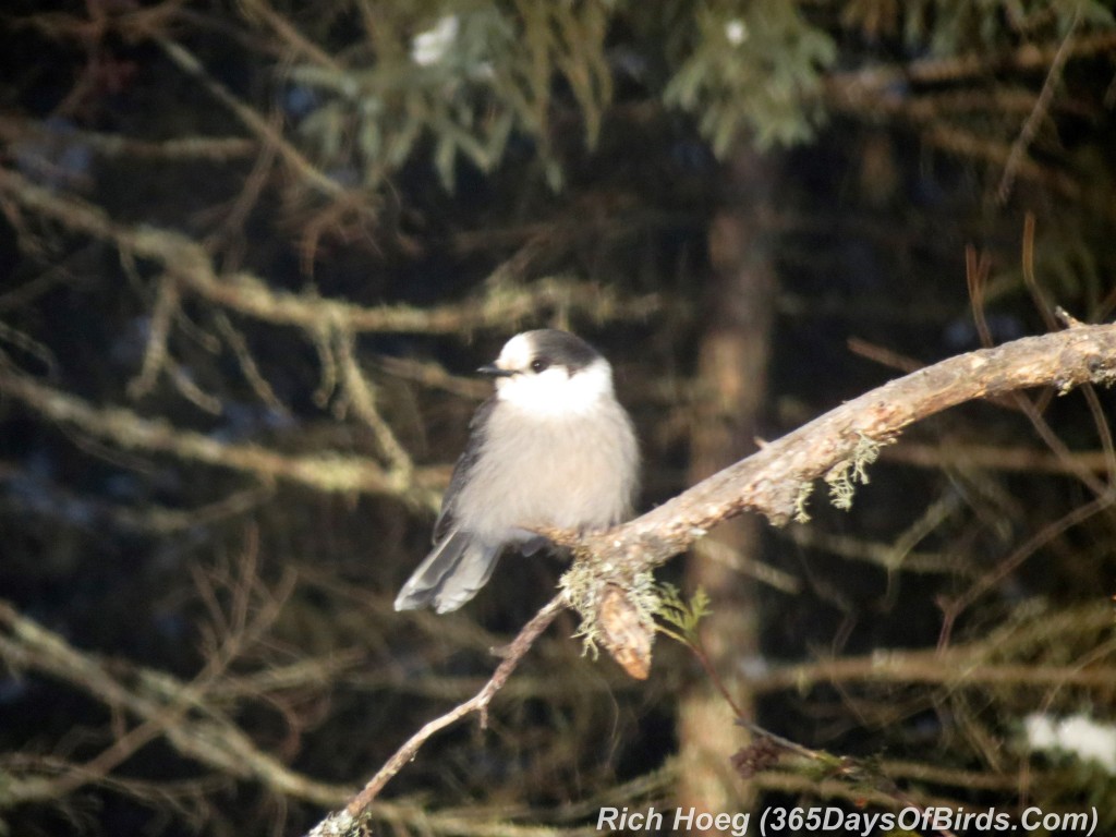 012-Birds-365-2-Sax-Zim-Canada-Jay