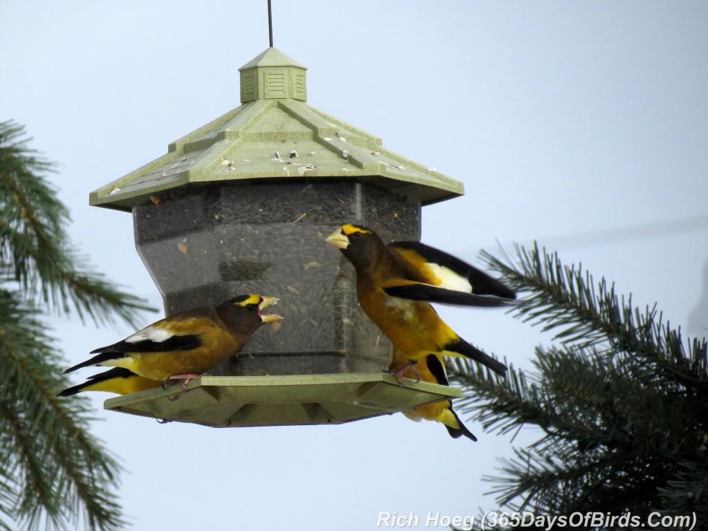 012-Birds-365-3-Sax-Zim-Evening-Grosbeaks