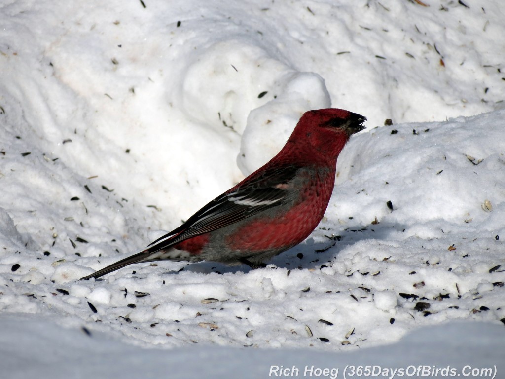 012-Birds-365-4-Sax-Zim-Pine-Grosbeak