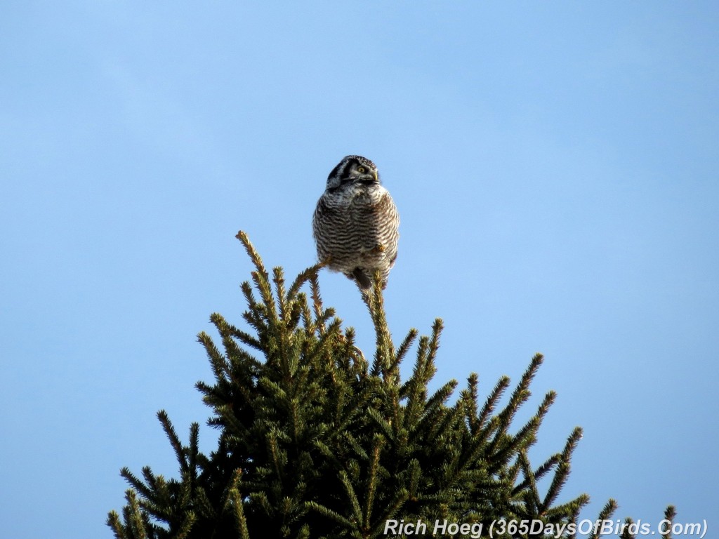 012-Birds-365-5-Sax-Zim-Northern-Hawk-Owl