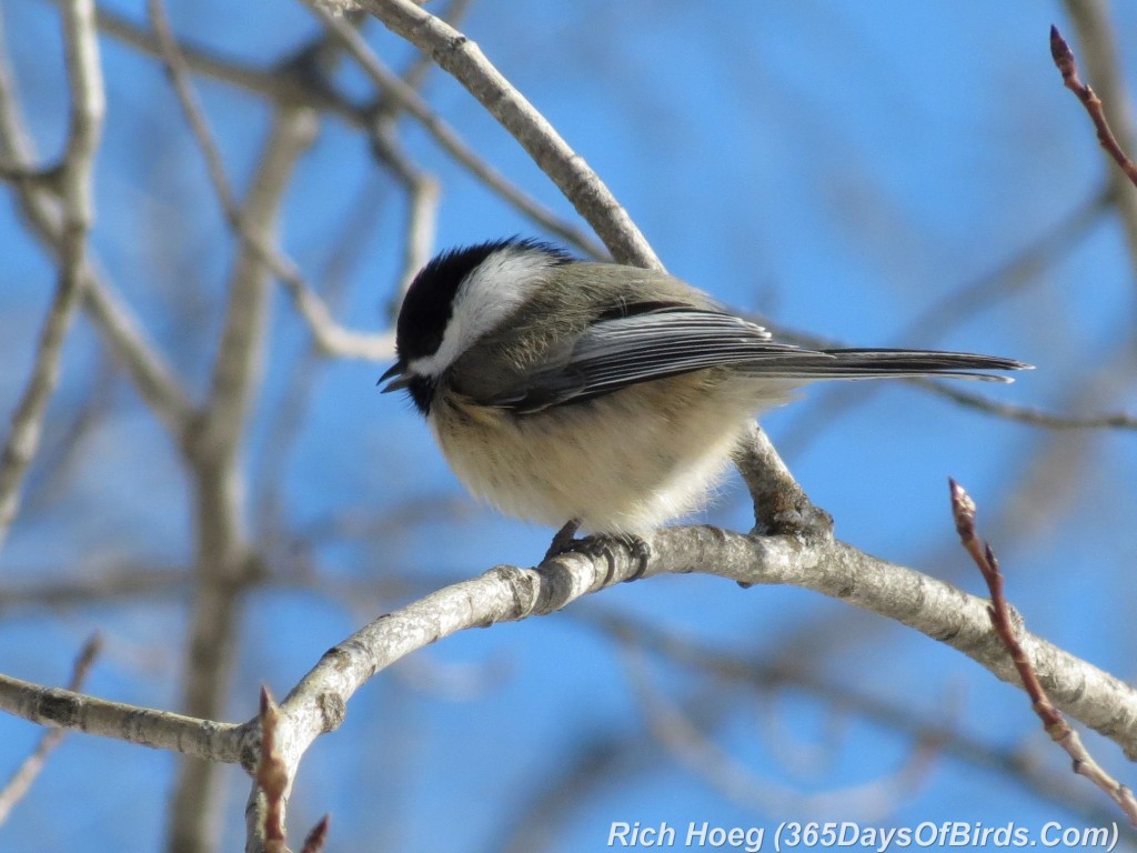 013-Birds-365-Back-Capped-Chickadee