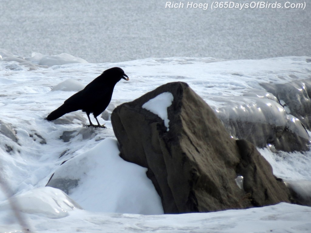 014-Birds-365-Crow-On-Ice