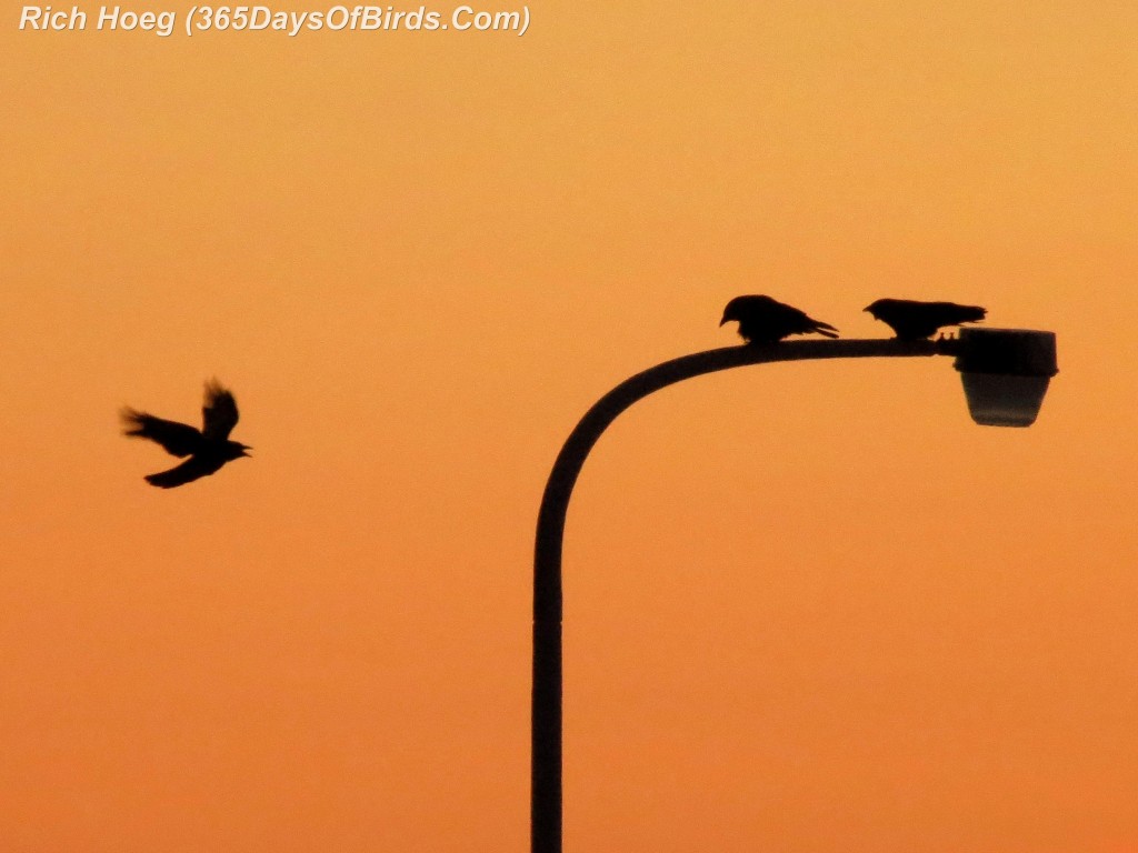 015-Birds-365-Black-On-Orange-Crows