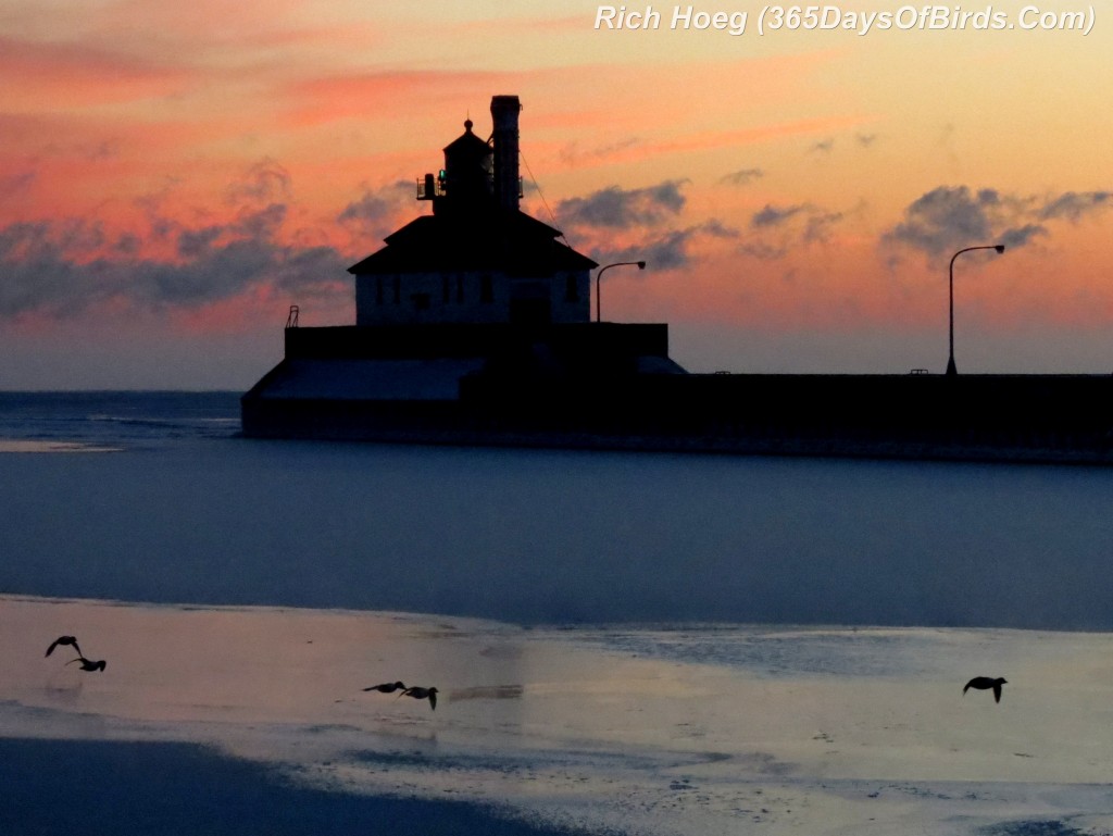 016-Birds-365-Goldeneyes-Before-Dawn-Canal-Park