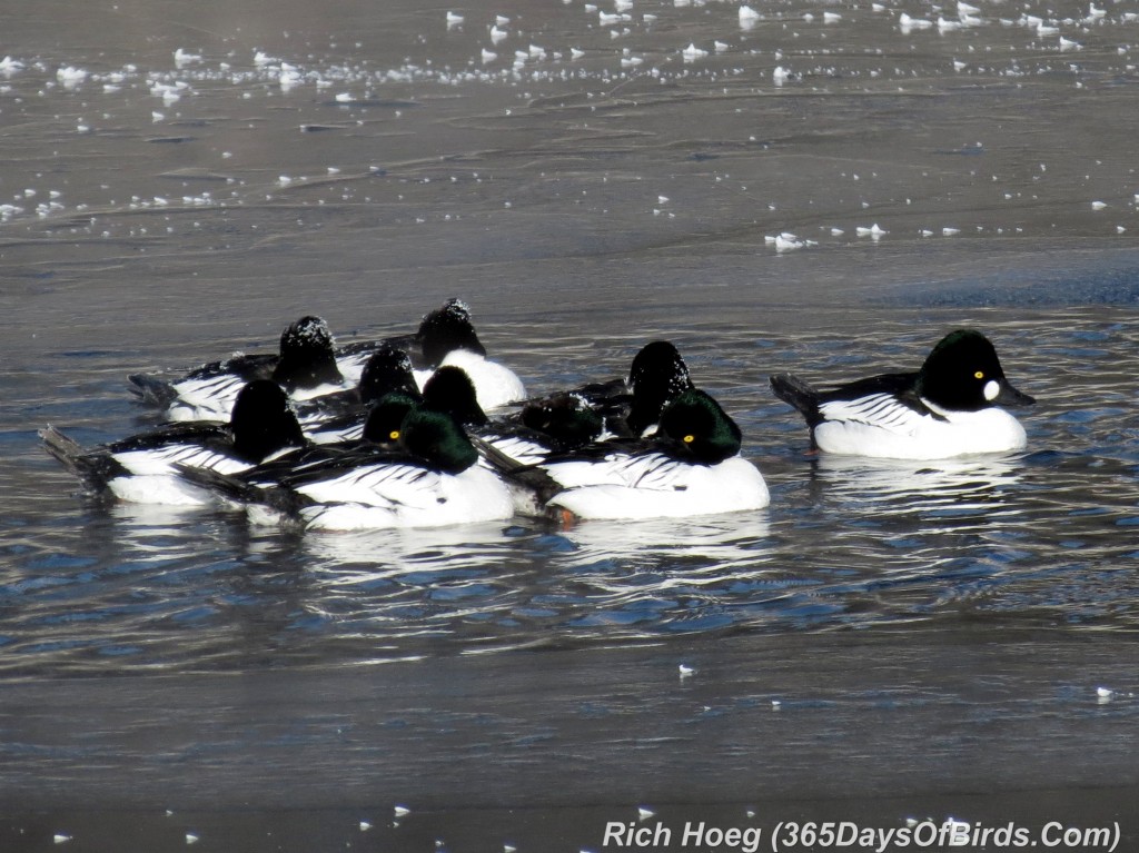 017-Birds-365-Goldeneyes-Sleeping