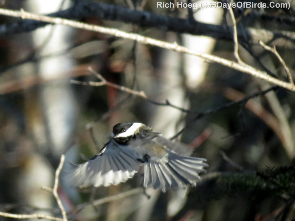 018-Birds-365-Chickadee-In-Flight