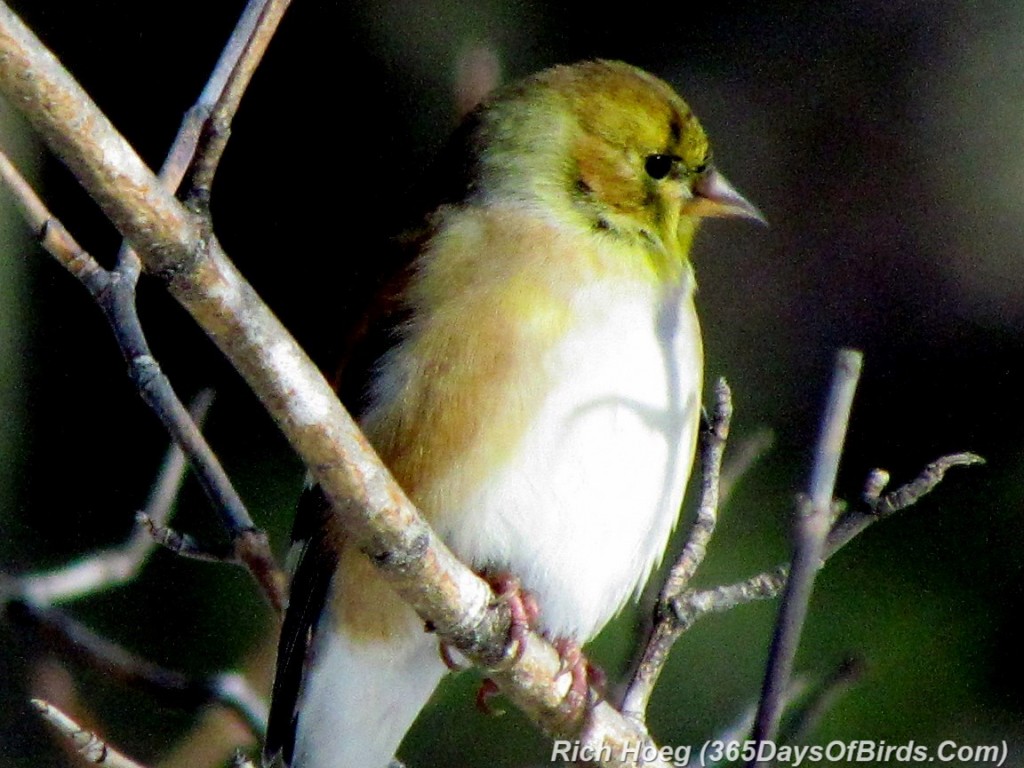 019-Birds-365-Mourning-Finch