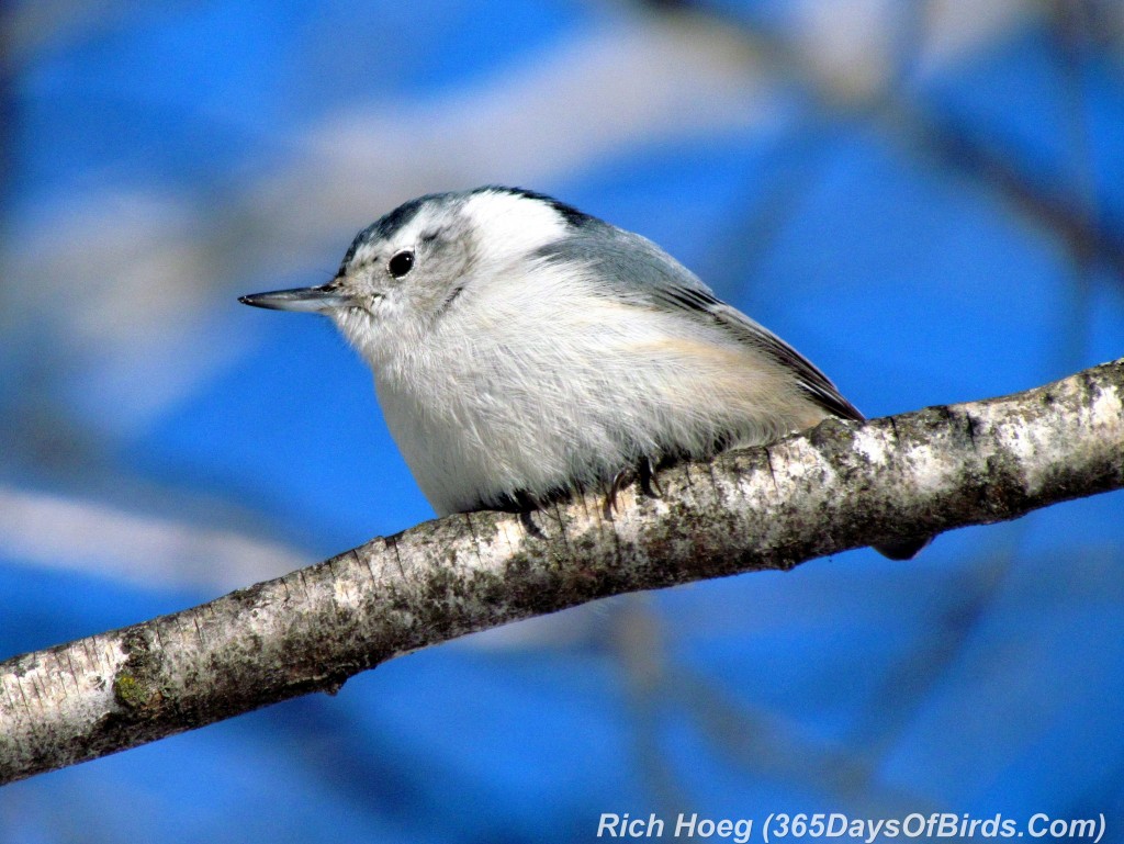 020A-Birds-365-White-Breasted-Nuthatch-Eyes-Open