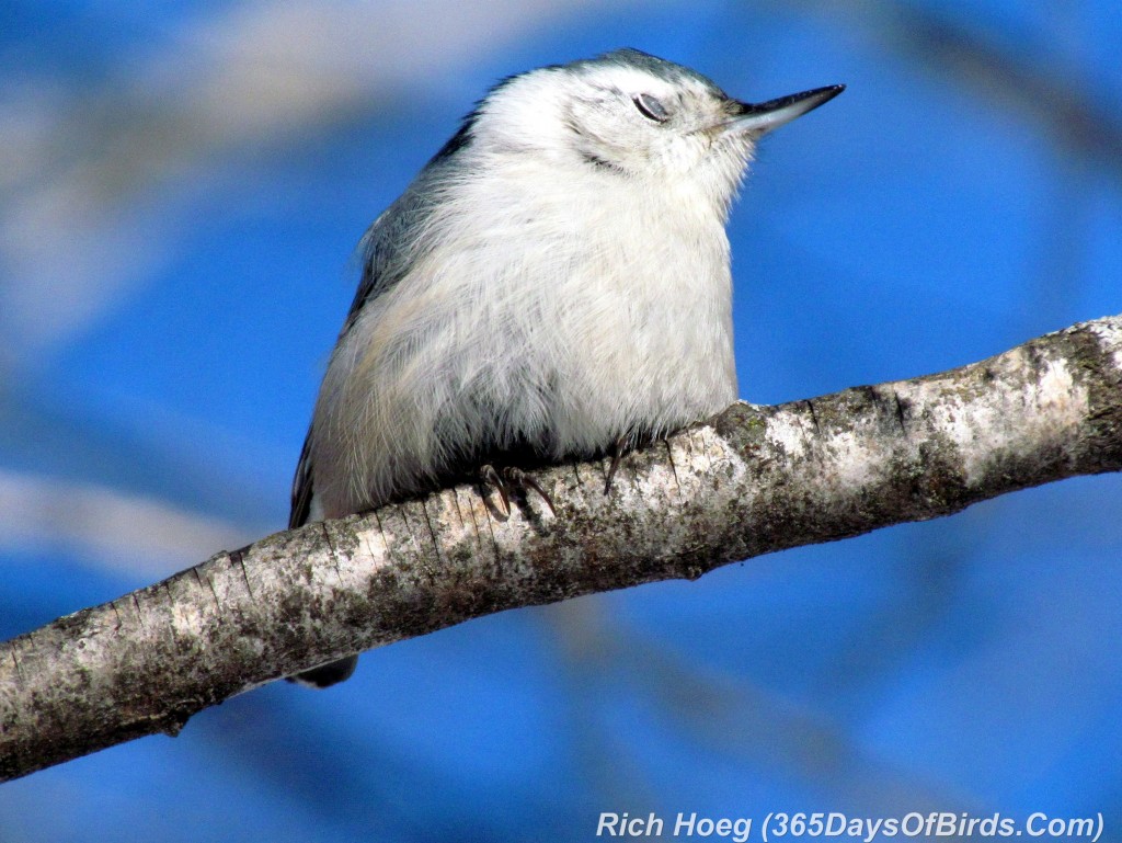 020B-Birds-365-White-Breasted-Nuthatch-Eyelid-Cover