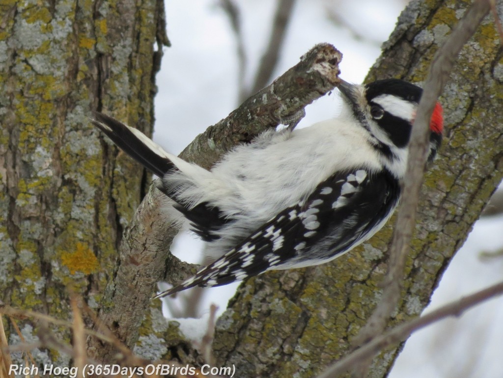 021-Birds-365-Breakfast-Downy-Woodpecker