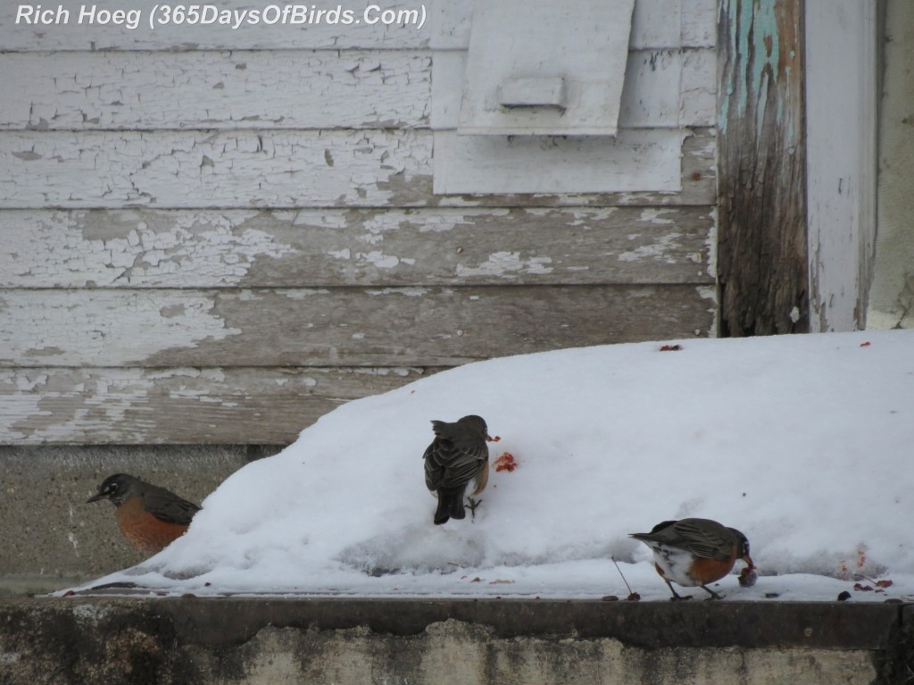 022A-Birds-365-Winter-Misfit-Robins