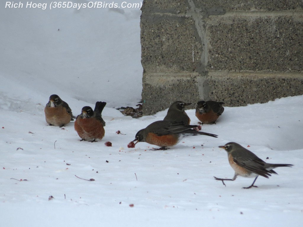 022B-Birds-365-Winter-Misfit-Robins