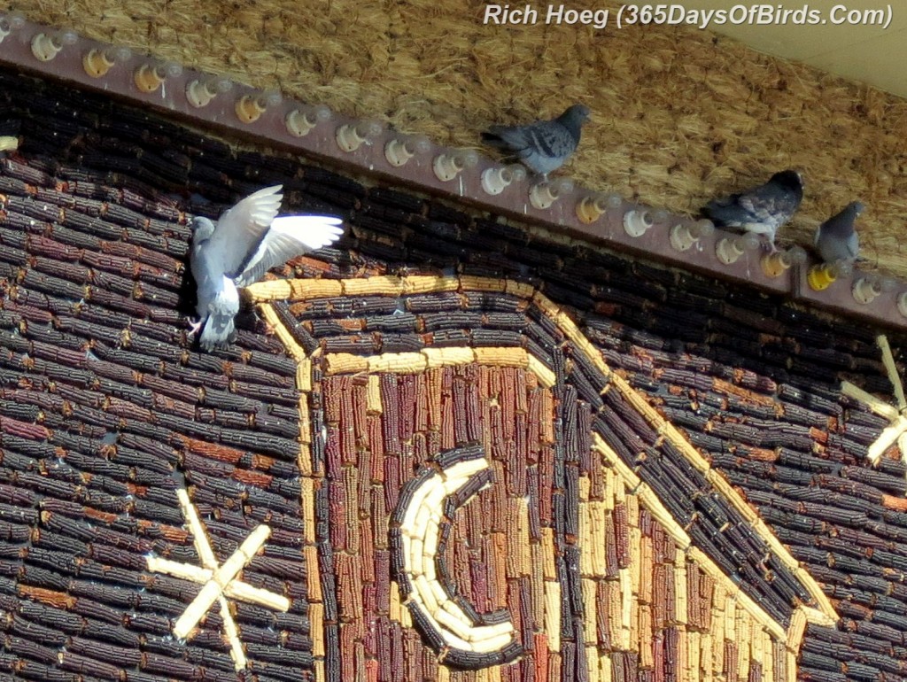 023A-Birds-365-Corn-Palace-Pigeons-CloseUp