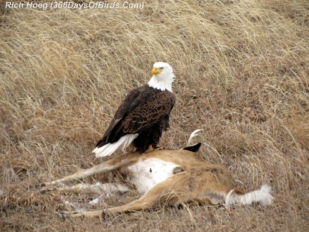 024A-Birds-365-Roadkill-Cafe-Bald-Eagle