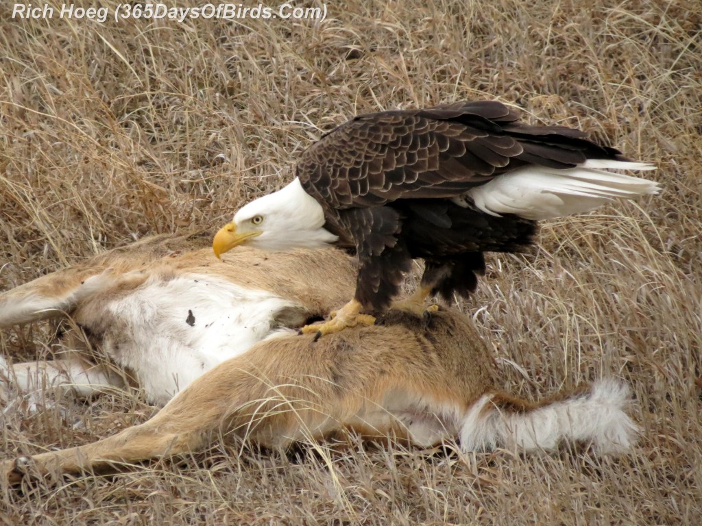 024B-Birds-365-Roadkill-Cafe-Bald-Eagle