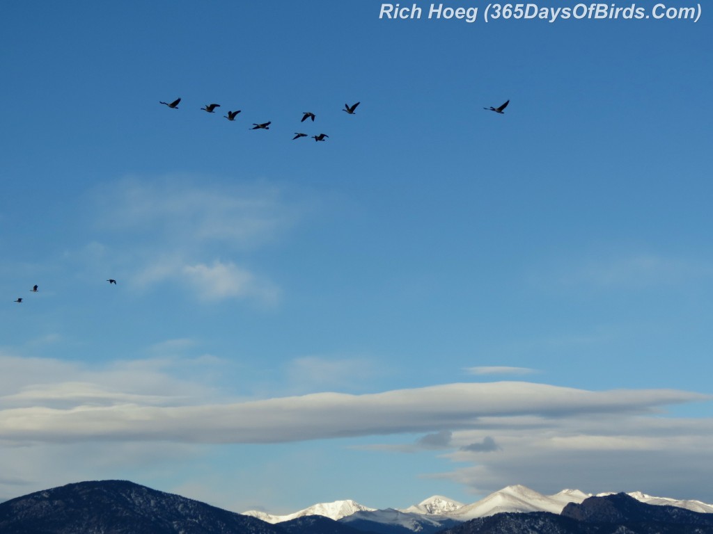 025A-Birds-365-Rocky-Mountain-Geese