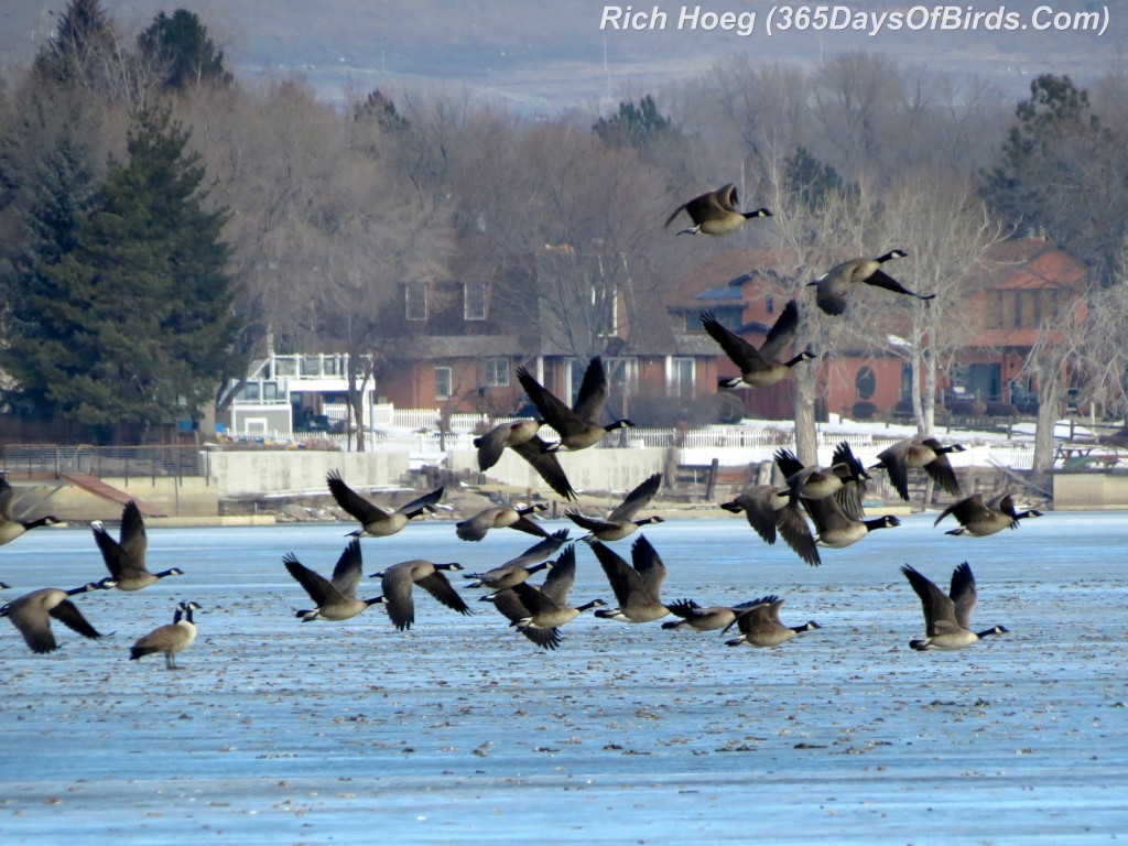 025B-Birds-365-Rocky-Mountain-Geese