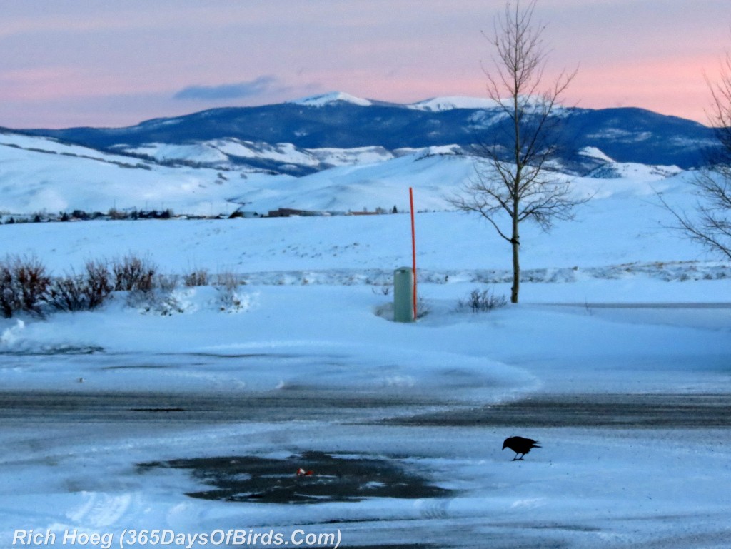 026-Birds-365-Rocky-Mountain-Sunrise-Crow