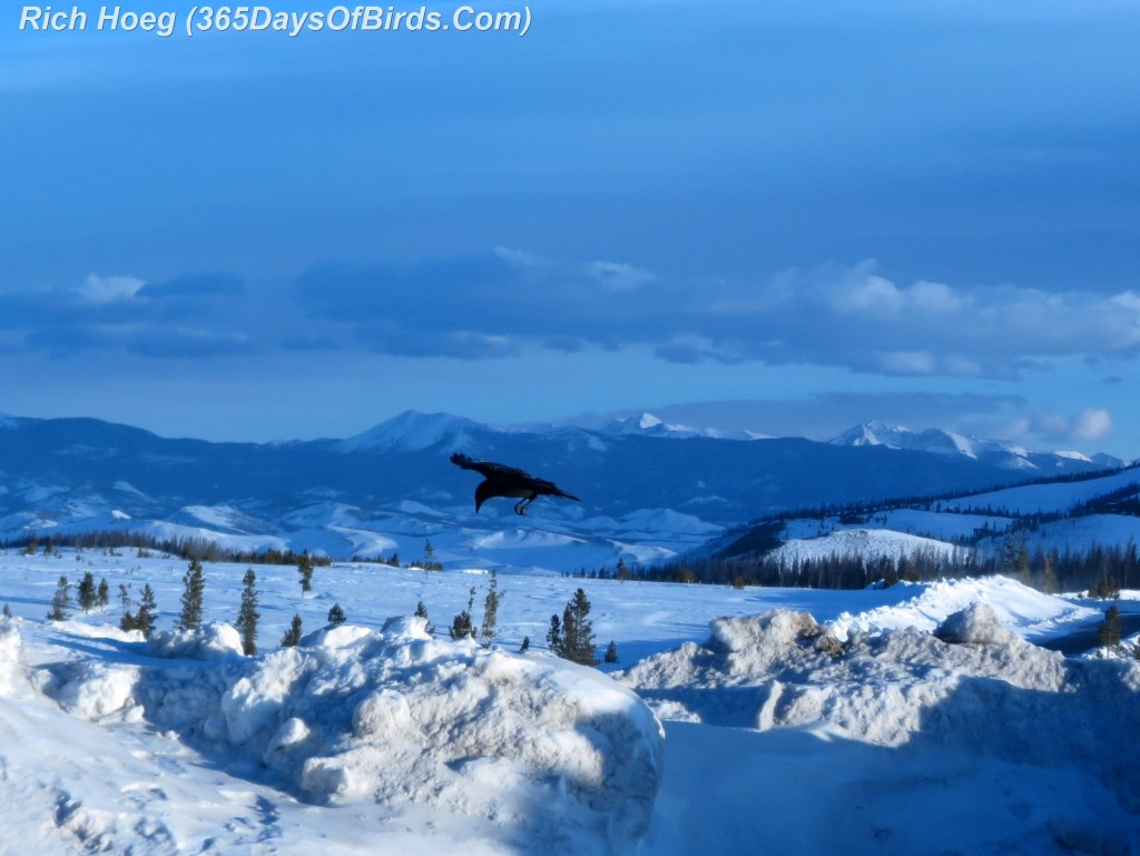 027-Birds-365-Crow-Mountain-Sunrise-Flying