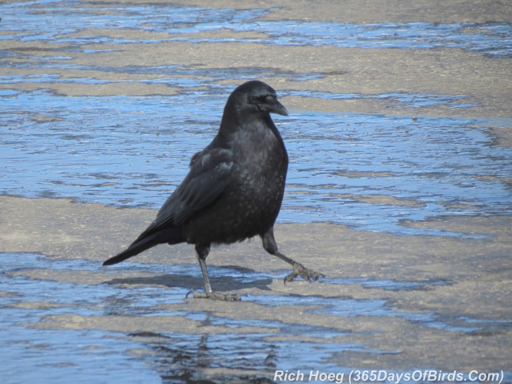 028-Birds-365-Crow-Puddles