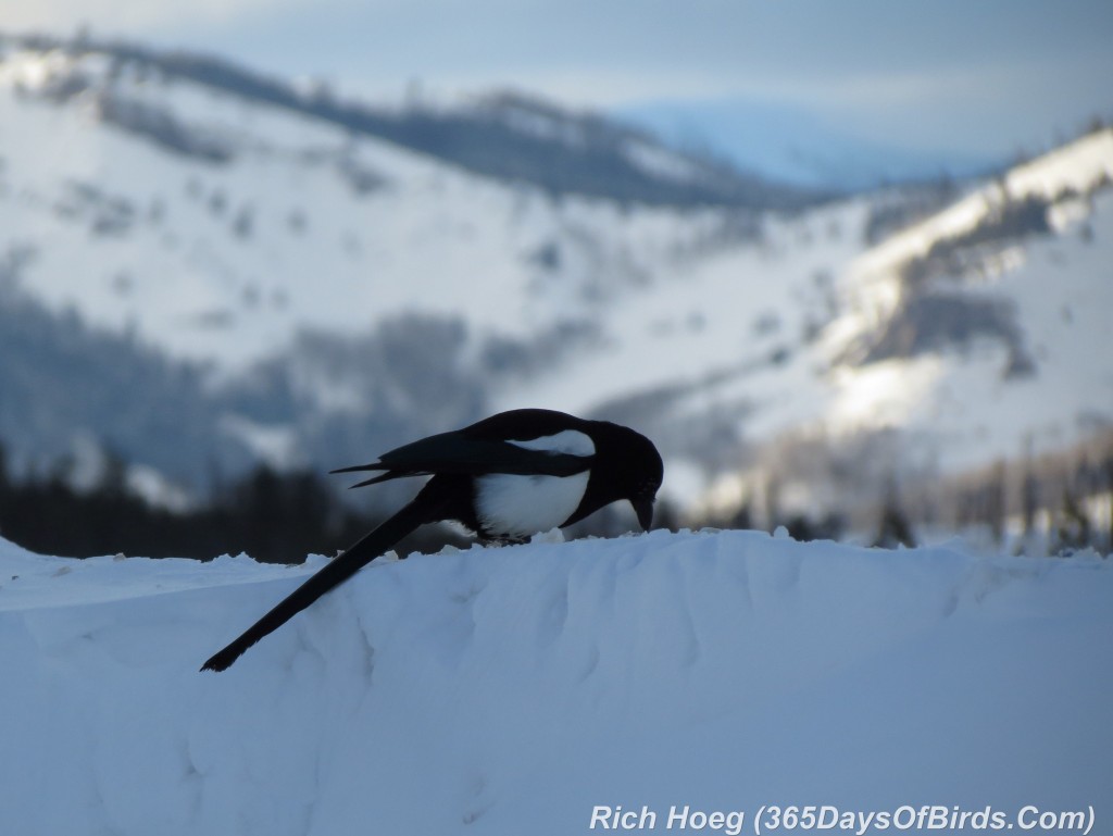 029-Birds-365-Sunset-Magpie