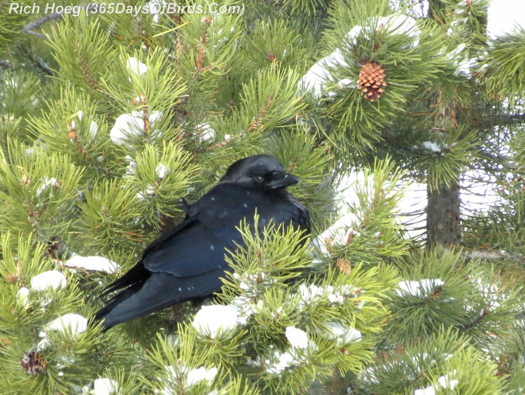 030-Birds-365-Crow-Pinecone