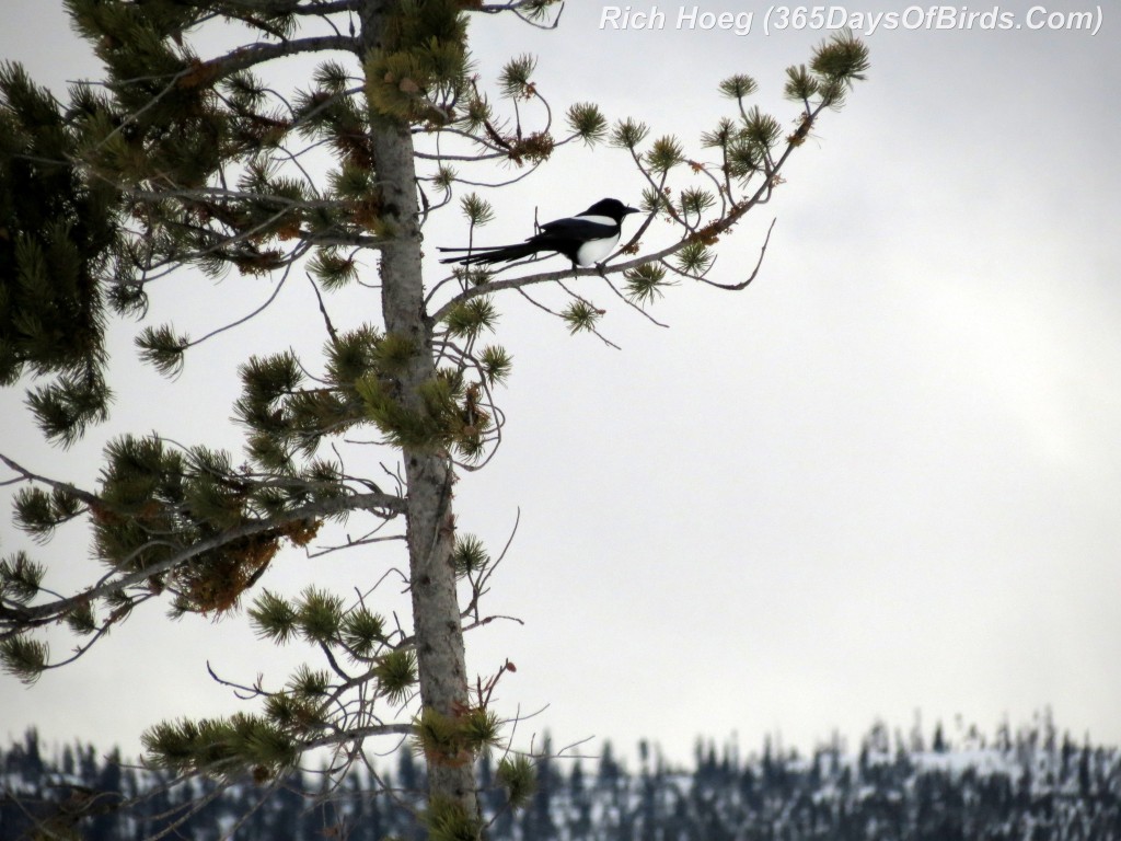 031-Birds-365-Magpie-Pine-Mountain