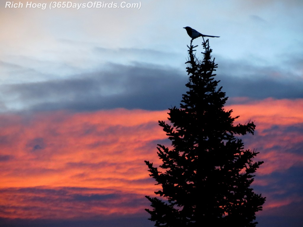 033-Birds-365-Magpie-Morning-Pine