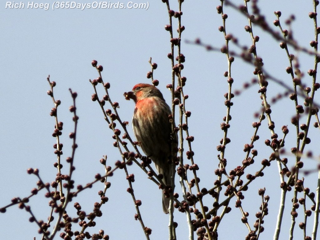 034-Birds-365-Purple-Finch