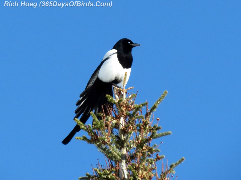 035-Birds-365-Sunshine-Finale-Magpie