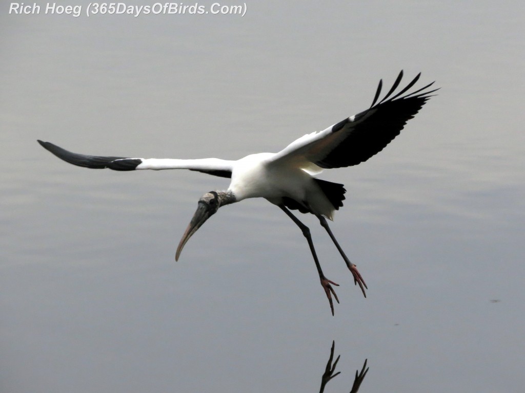 036-Birds-365-Wood-Stork