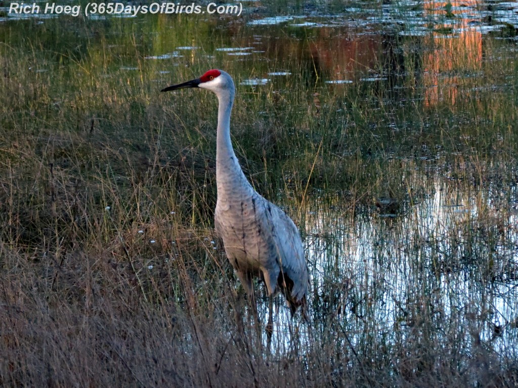 037a-Birds-365-Sandhill-Crane