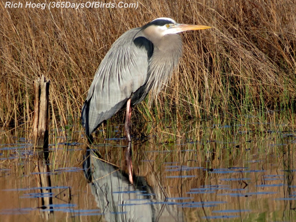 037b-Birds-365-Great-Blue-Heron