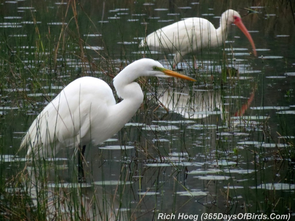 038a-Birds-365-Snowy-Egret-And-White-Ibis