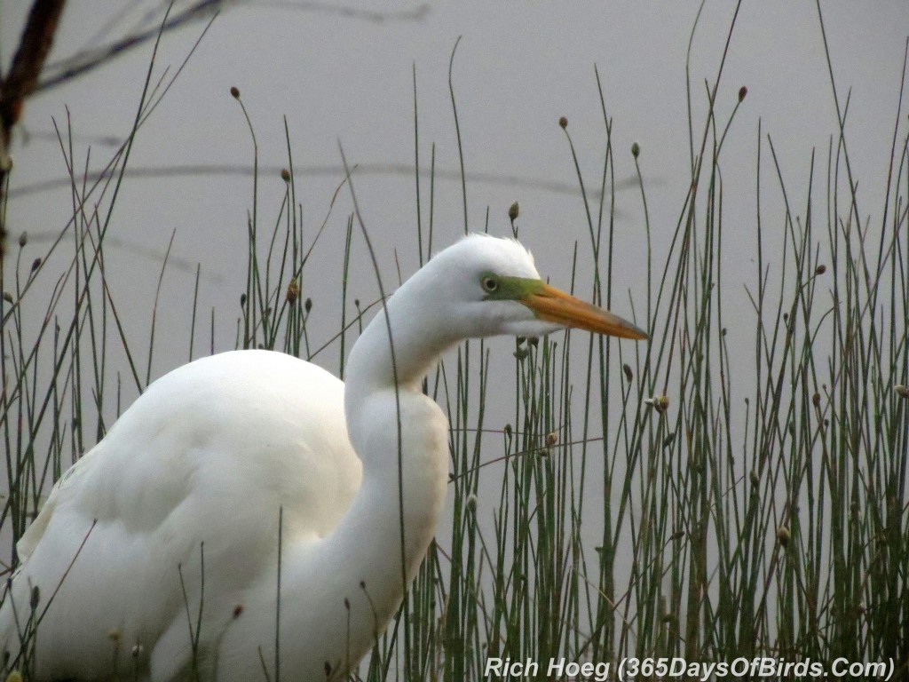 038b-Birds-365-Snowy-Egret-Closeup