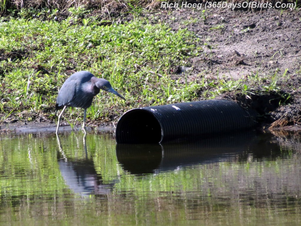 039a-Birds-365-Herons-Hunt-Blue-Heron